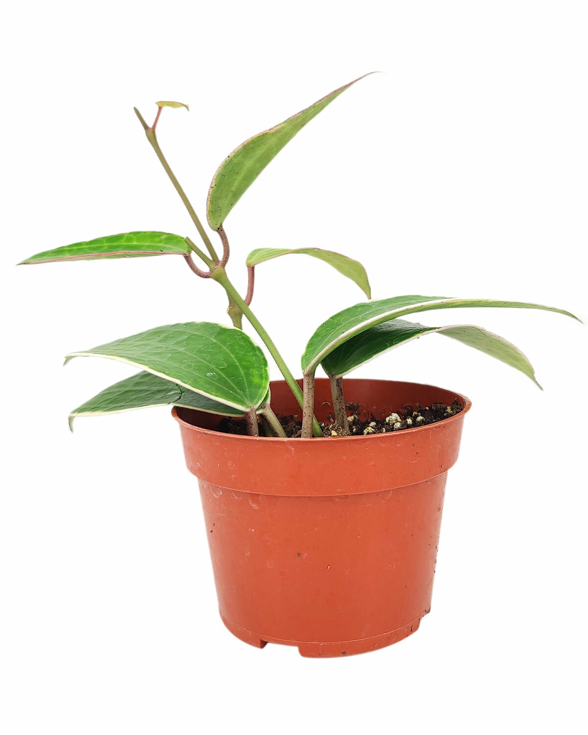 Hoya Macrophylla in 4 inch minimalist pot, Hoya Macrophylla in 4 inch planter for sale, Hoya Macrophylla in white ceramic planter, Hoya Macrophylla in small planter