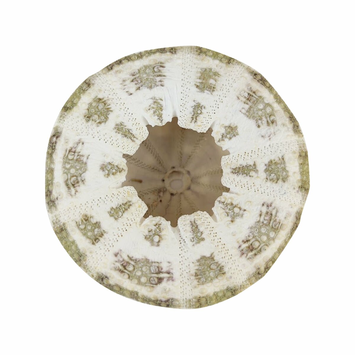 Air Plant Holder for Decoration, air plant gift decor ideas, Sea Urchin Shell Air Plant Holder for sale, stylish air plant holder