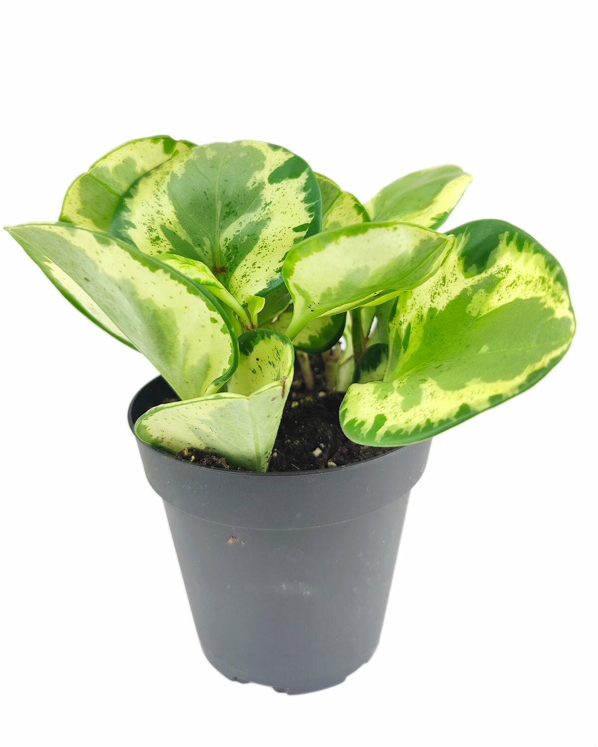 Peperomia Golden Gate, easy to care houseplant, Peperomia care guide, house plant for home and office decoration, unique foliage houseplant, Baby Rubber Plant
