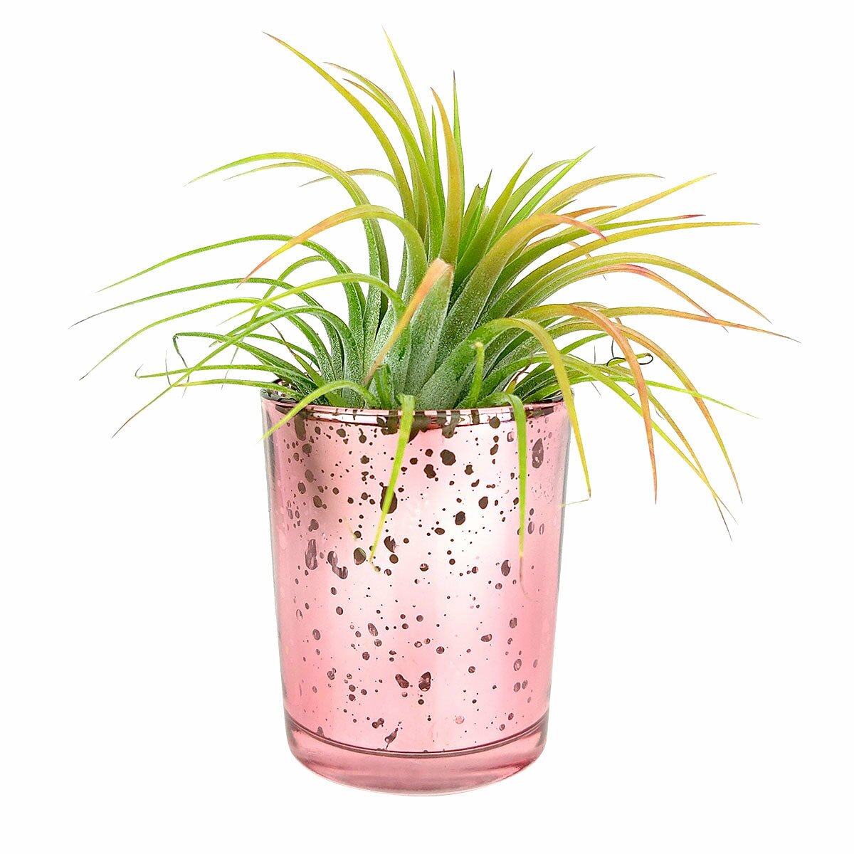 Mini Sparkly Planter for Air Plant, Air plant planters for sale, air plant accessories for sale, air plant gift decor ideas