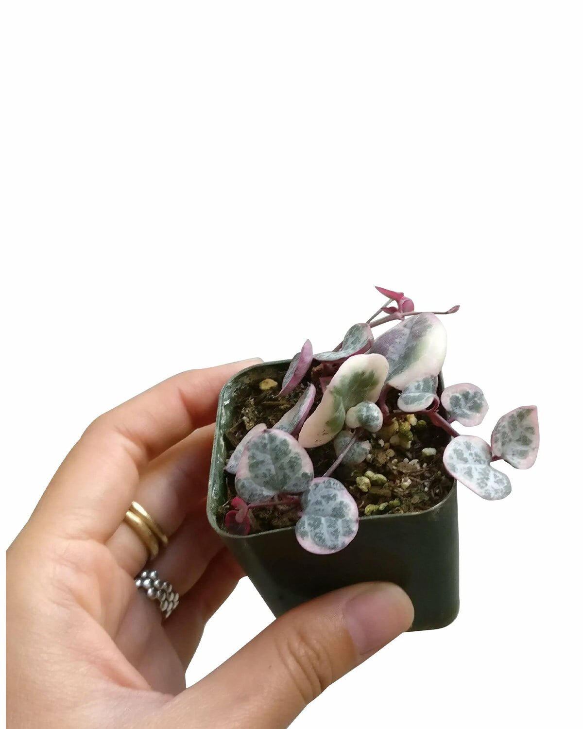 Variegated String of Hearts, string of heart for sale, rare string of heart, rare houseplant, trailing houseplant, easy to care houseplant