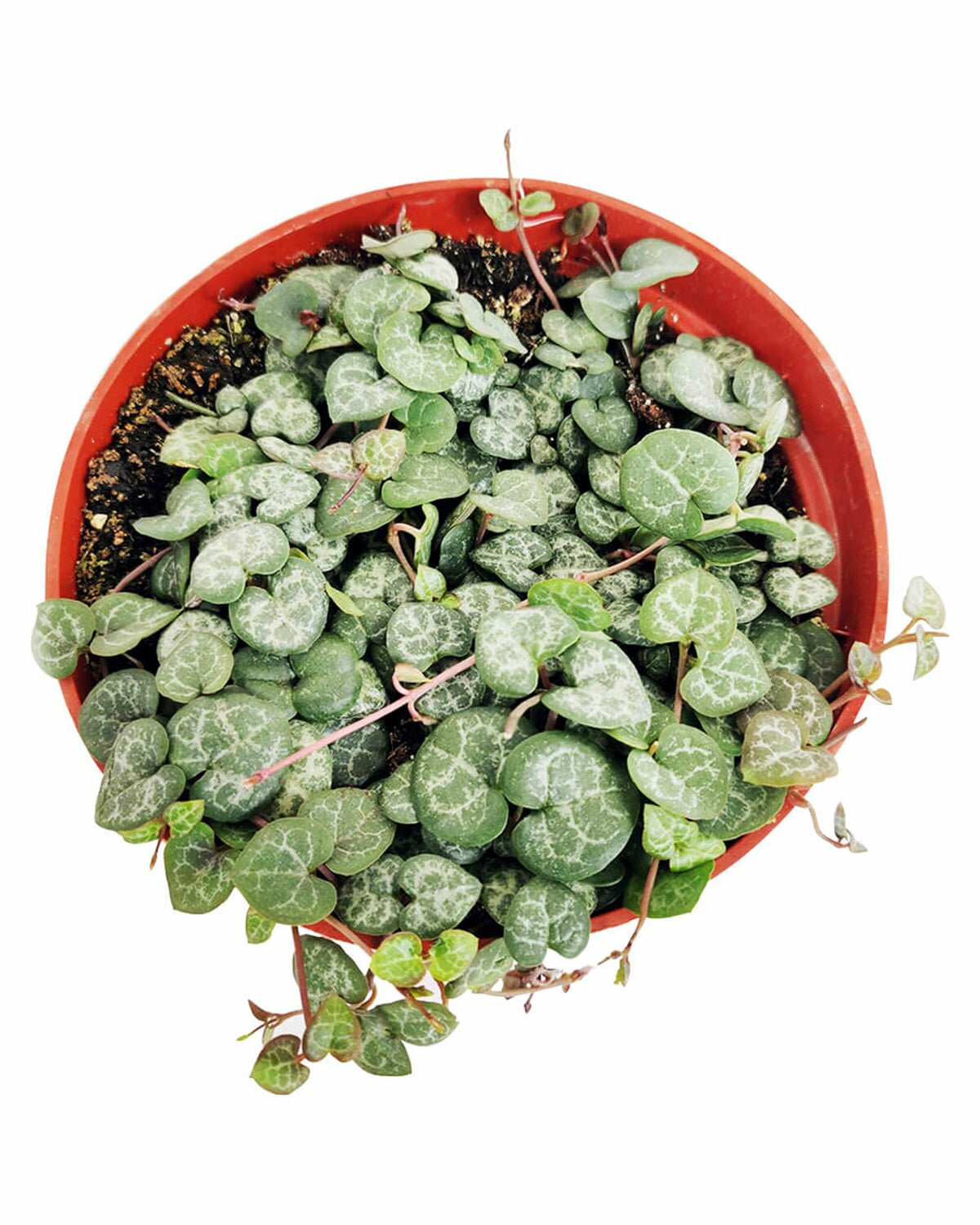 rosary succulent String Of Hearts Ceropegia Woodii - Trailing Houseplant for Sale