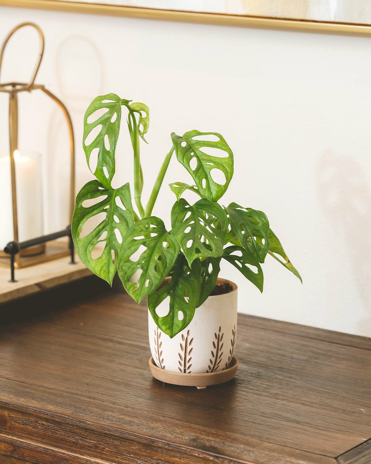 monkey mask plant vs swiss cheese Rare Monstera Adansonii 'Swiss Cheese' - Air-purifying Houseplant