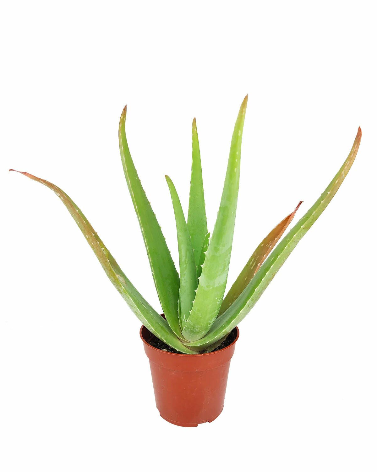 Aloe Vera houseplant, easy to care houseplant for beginners, air-purifying indoor plant, Aloe Vera for sale