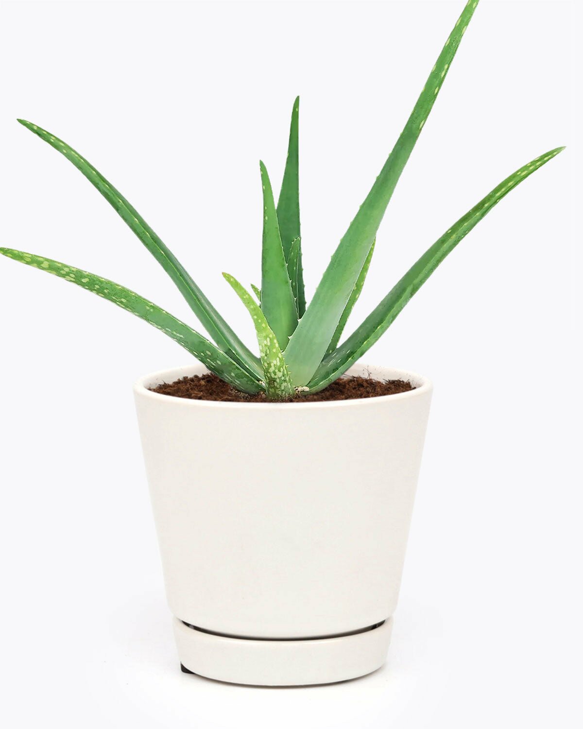 Aloe Vera houseplant, easy to care houseplant for beginners, air-purifying indoor plant, Aloe Vera for sale
