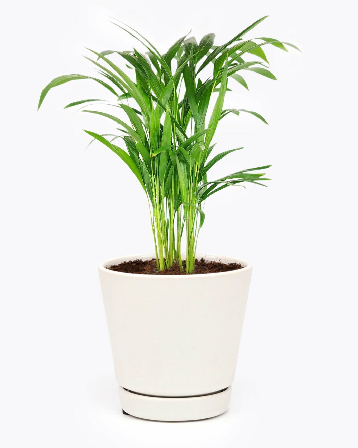 6 inch Areca Palm for sale, Areca Palm buy online, areca palm care guide, easy to care houseplant