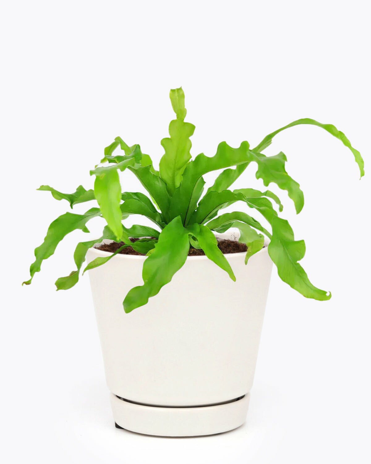 bird's nest fern houseplant for sale, bird's nest fern care guide, how to care for birds nest fern, low light houseplant, indoor plant for home and office decoration