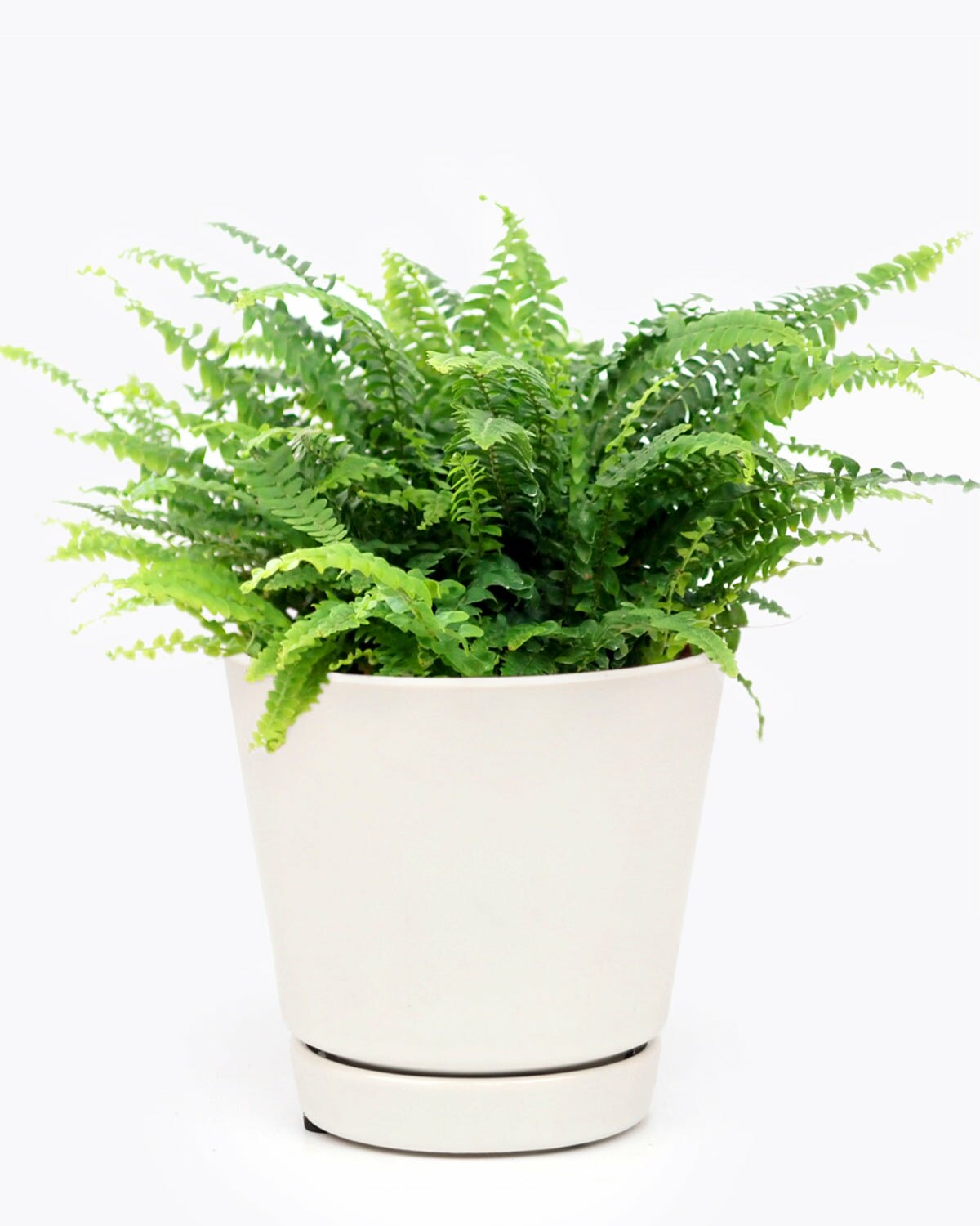 best indoor plants boston Boston Fern Hanging Basket - Easy to Grow & Non Toxic Houseplant