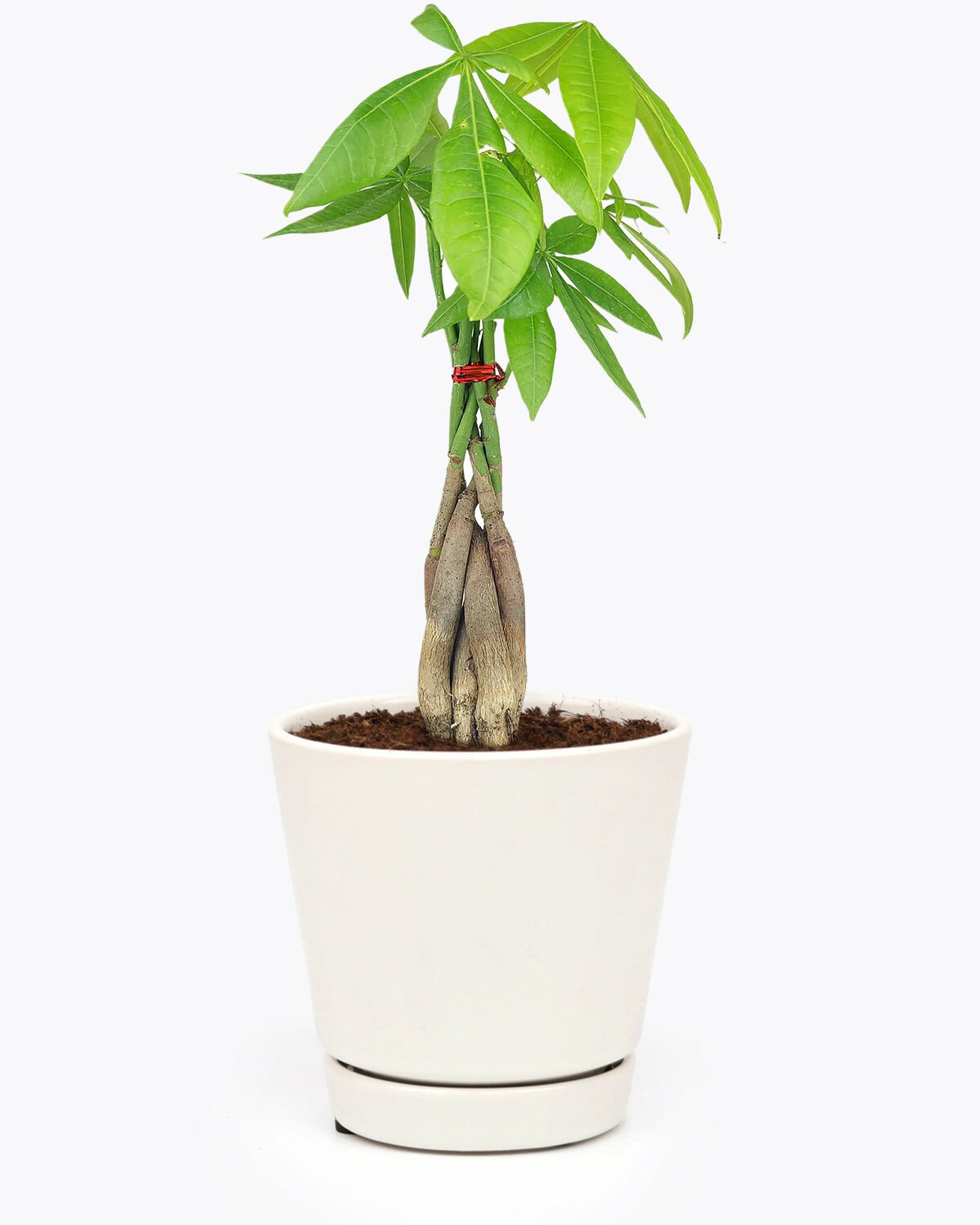 mini money tree plant Braided Pachira Stump Money Tree | Easy To Care Houseplant