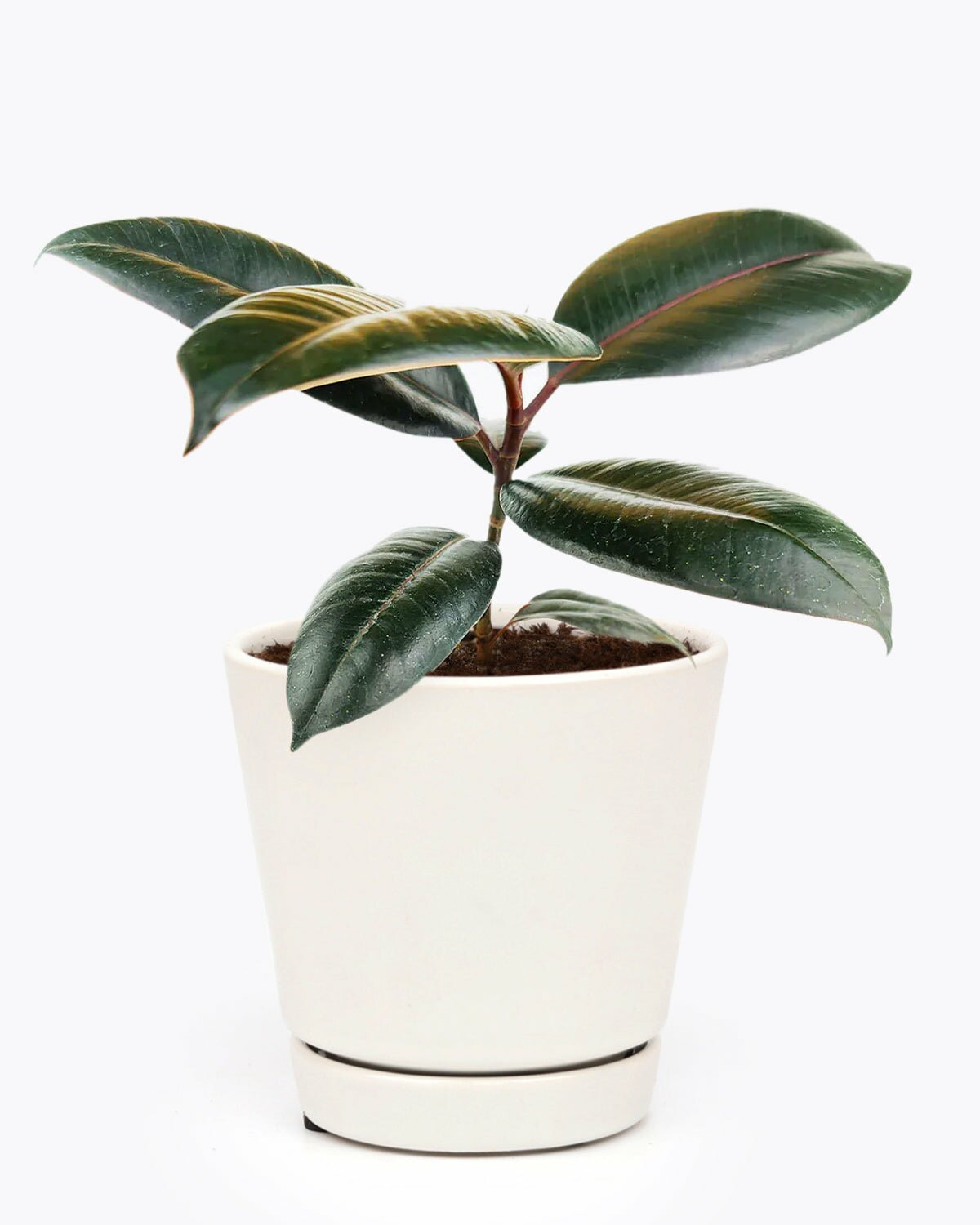 burgundy indoor plants Burgundy Rubber Plant - Ficus Elastica | Air Purifying Houseplant for Home Office