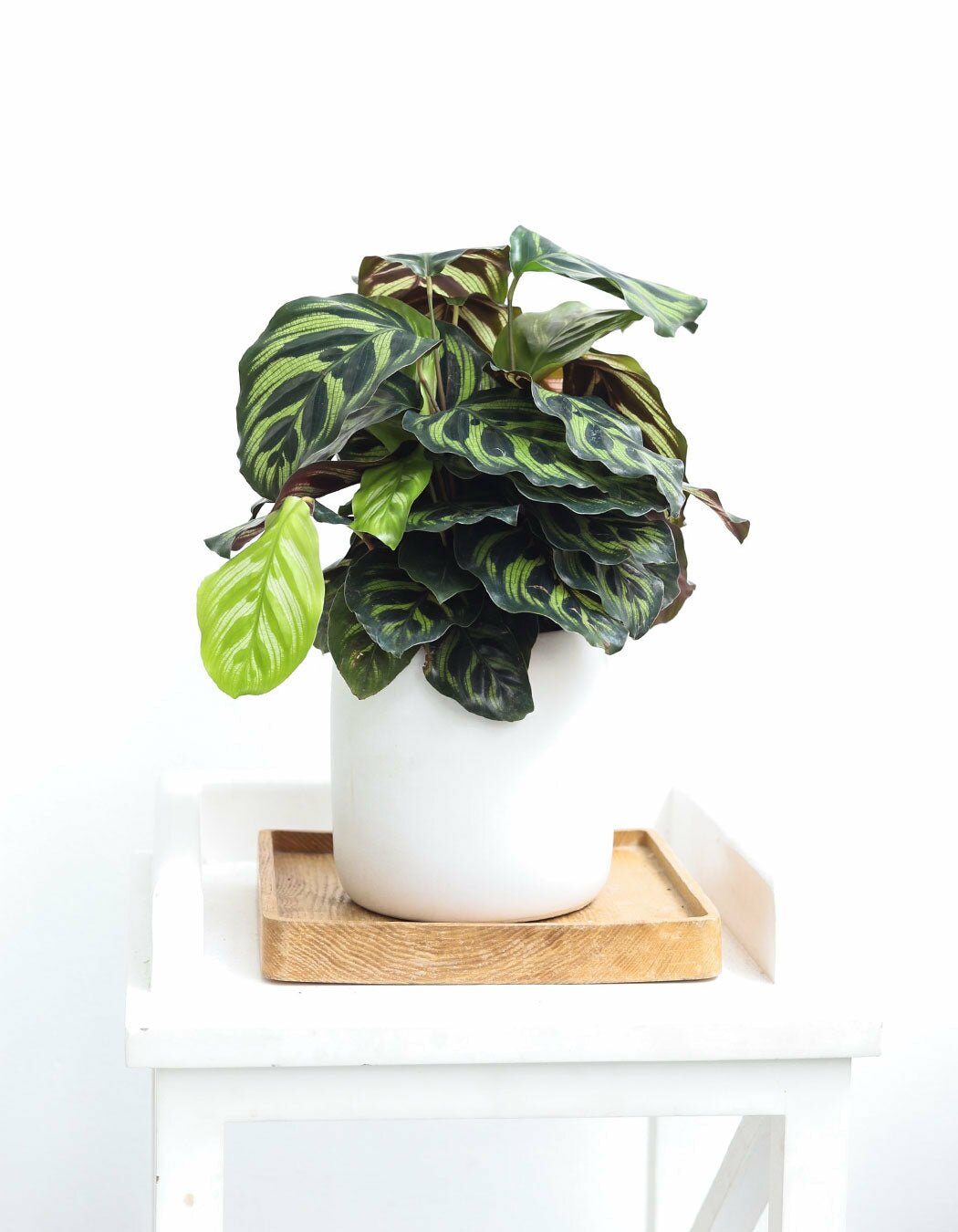 Calathea Makoyana Peacock in 4 inch white pot, Calathea Makoyana Peacock with ceramic pot, Calathea Makoyana Peacock in ceramic for sale, buy Calathea Makoyana Peacock in pot online