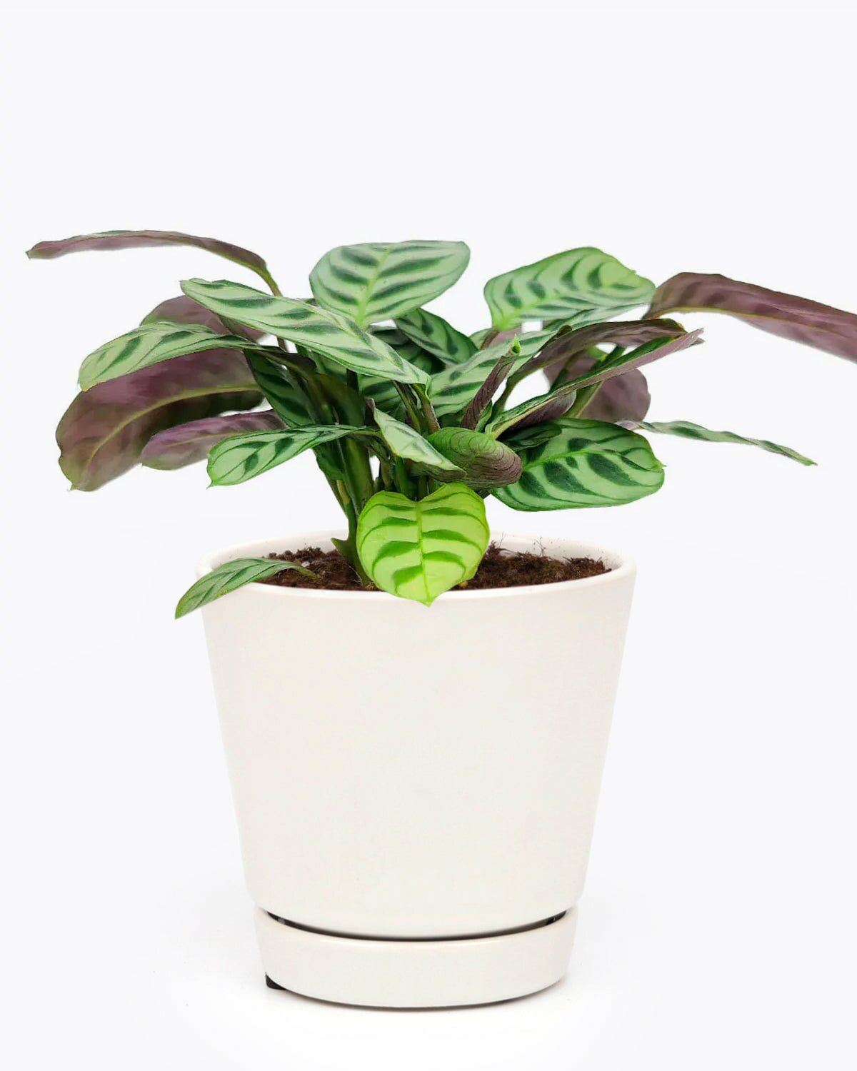 Calathea Burle Marx for sale, Calathea houseplant, easy to care houseplant, air purifying houseplant, colorful foliage houseplant, houseplant for sale