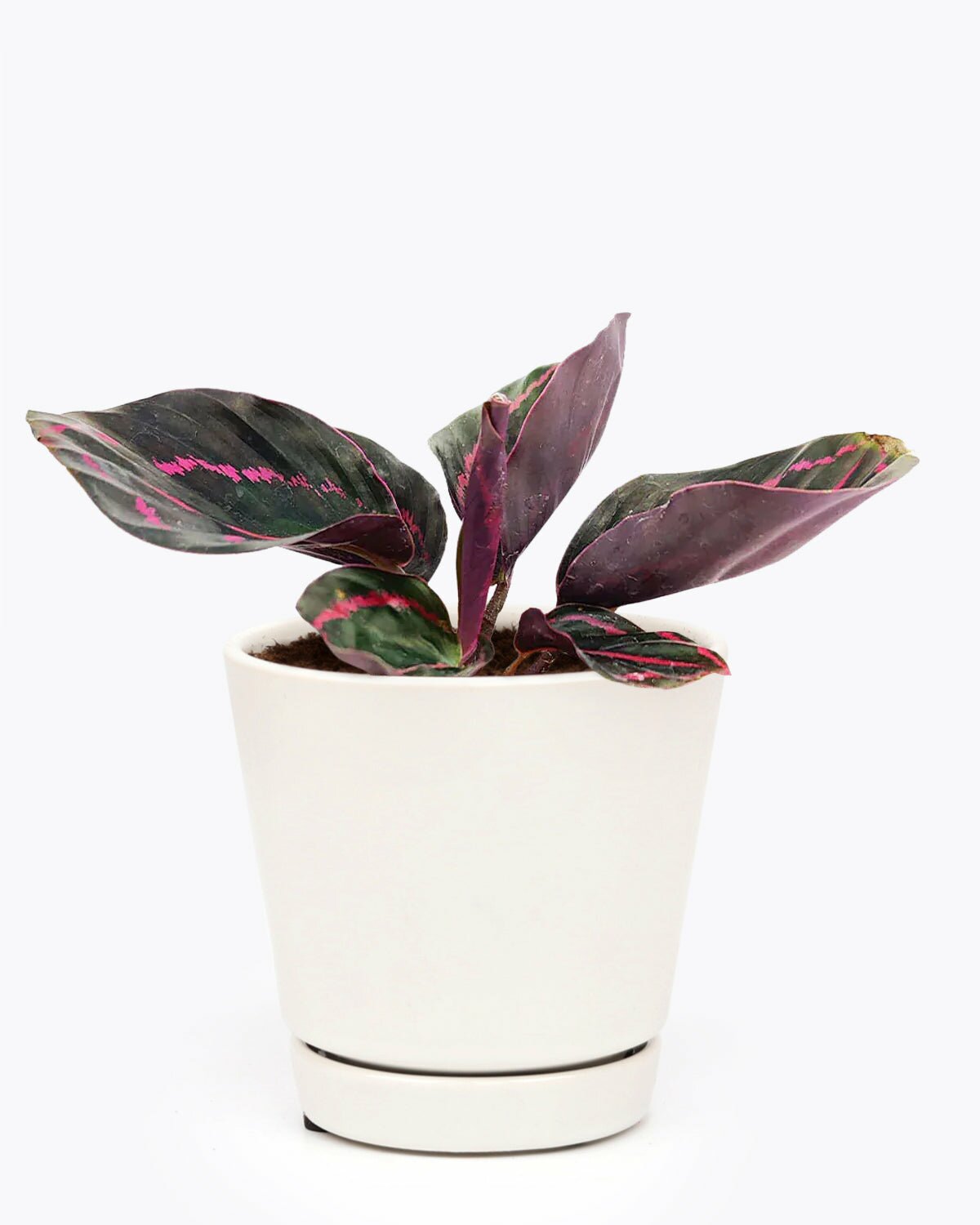 Calathea Dottie in plant pot with drainage, Calathea Dottie in white medium plant pot, Calathea Dottie in ceramic plant pot for sale