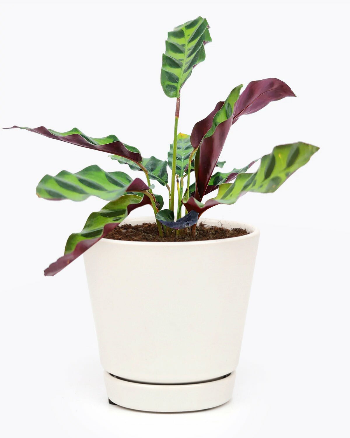 Calathea Lancifolia Rattlesnake Plant for sale, Calathea Lancifolia Rattlesnake houseplant, easy to care houseplant for beginners, air-purifying houseplant, best indoor plant for home office decoration