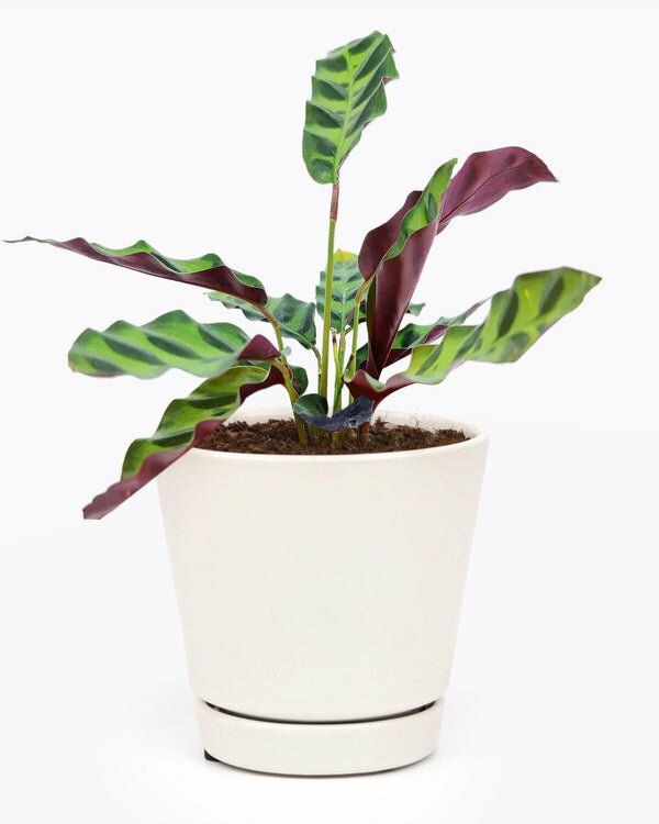 Calathea Lancifolia Rattlesnake Plant - Colorful Foliage Houseplant ...