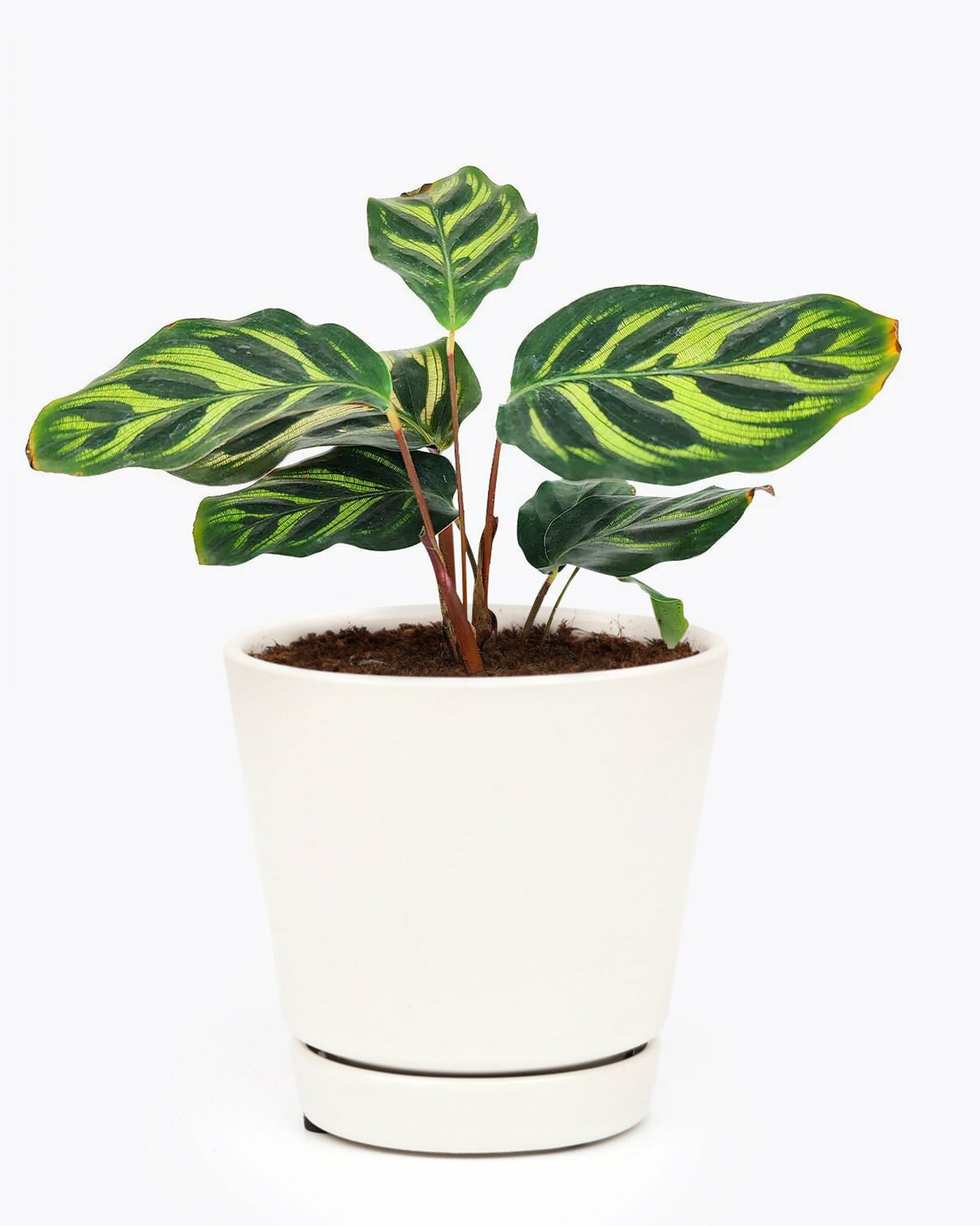 Calathea Makoyana Peacock in 4 inch white pot, Calathea Makoyana Peacock with ceramic pot, Calathea Makoyana Peacock in ceramic for sale, buy Calathea Makoyana Peacock in pot online
