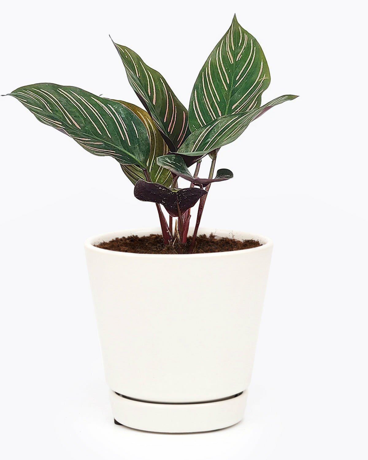 Calathea Ornata in minimalist pot, Calathea Ornata in 4 inch pot, Calathea Ornata in white pot, Calathea Ornata in ceramic pot, Calathea Ornata in white pot for sale