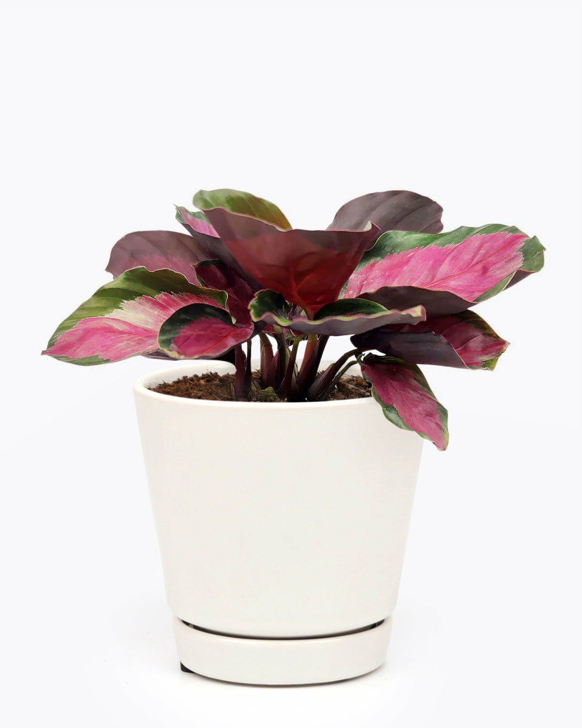 colorful foliage indoor plants Calathea Rosy Colorful Houseplant - Best Indoor Plant for Home Office
