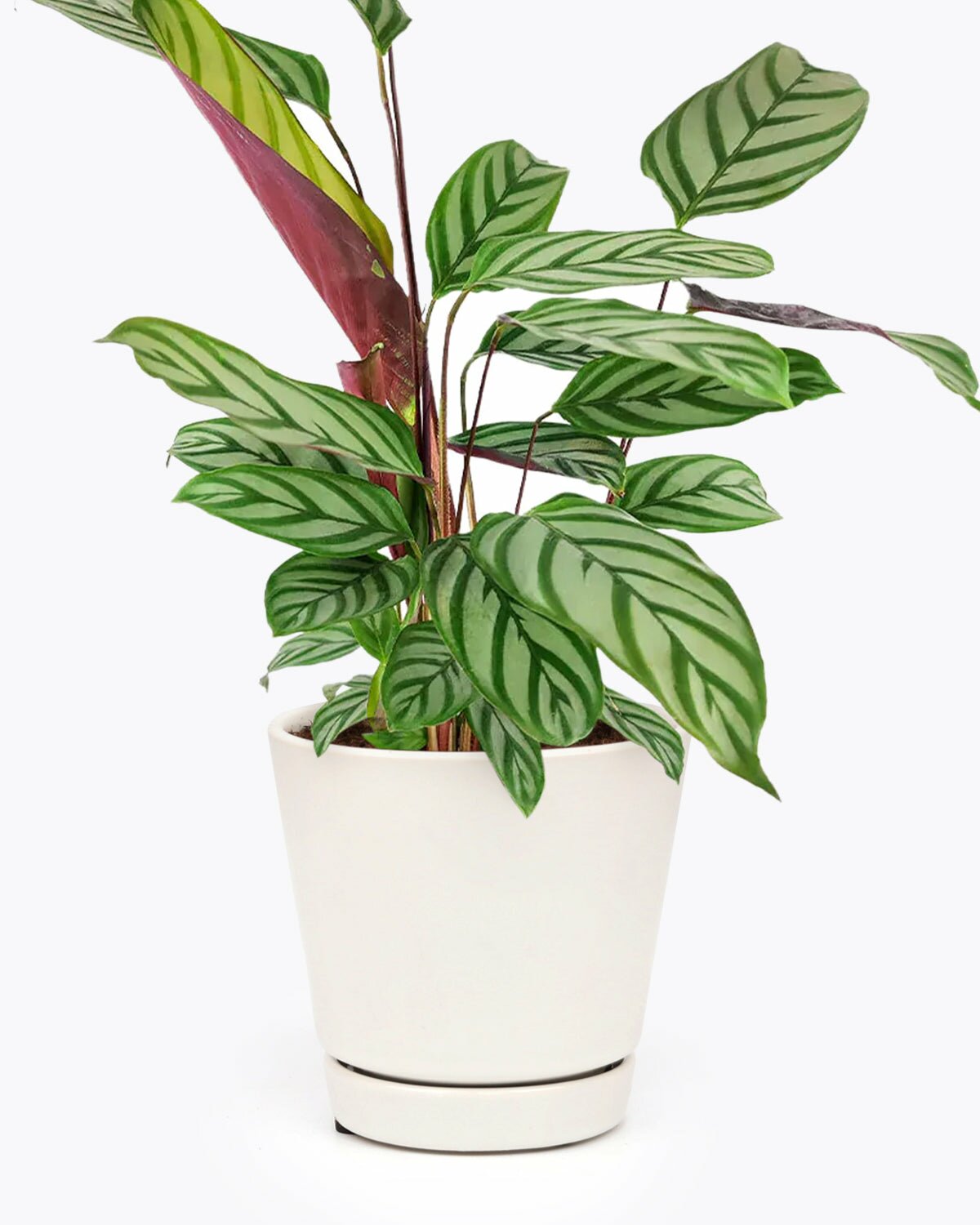 Calathea Setosa in 6 inch plant pot, Calathea Setosa in large plant pot for sale, Calathea Setosa in white ceramic plant with saucer
