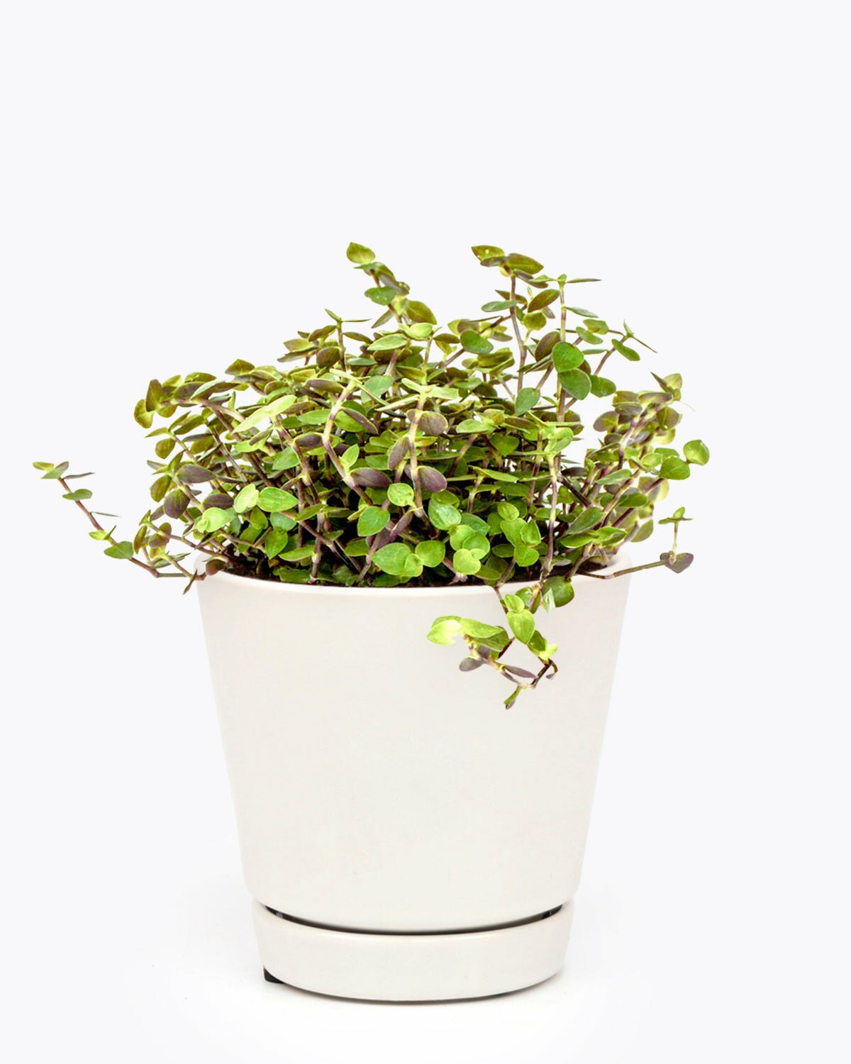 Callisia Repens Sedum (Turtle Vine) in 4 inch minimalist pot, Callisia Repens Sedum (Turtle Vine) in 4 inch white pot, Callisia Repens Sedum (Turtle Vine) with 4 inch ceramic pot, buy Callisia Repens Sedum (Turtle Vine) with pot online, Callisia Repens Sedum (Turtle Vine) in white pot for sale