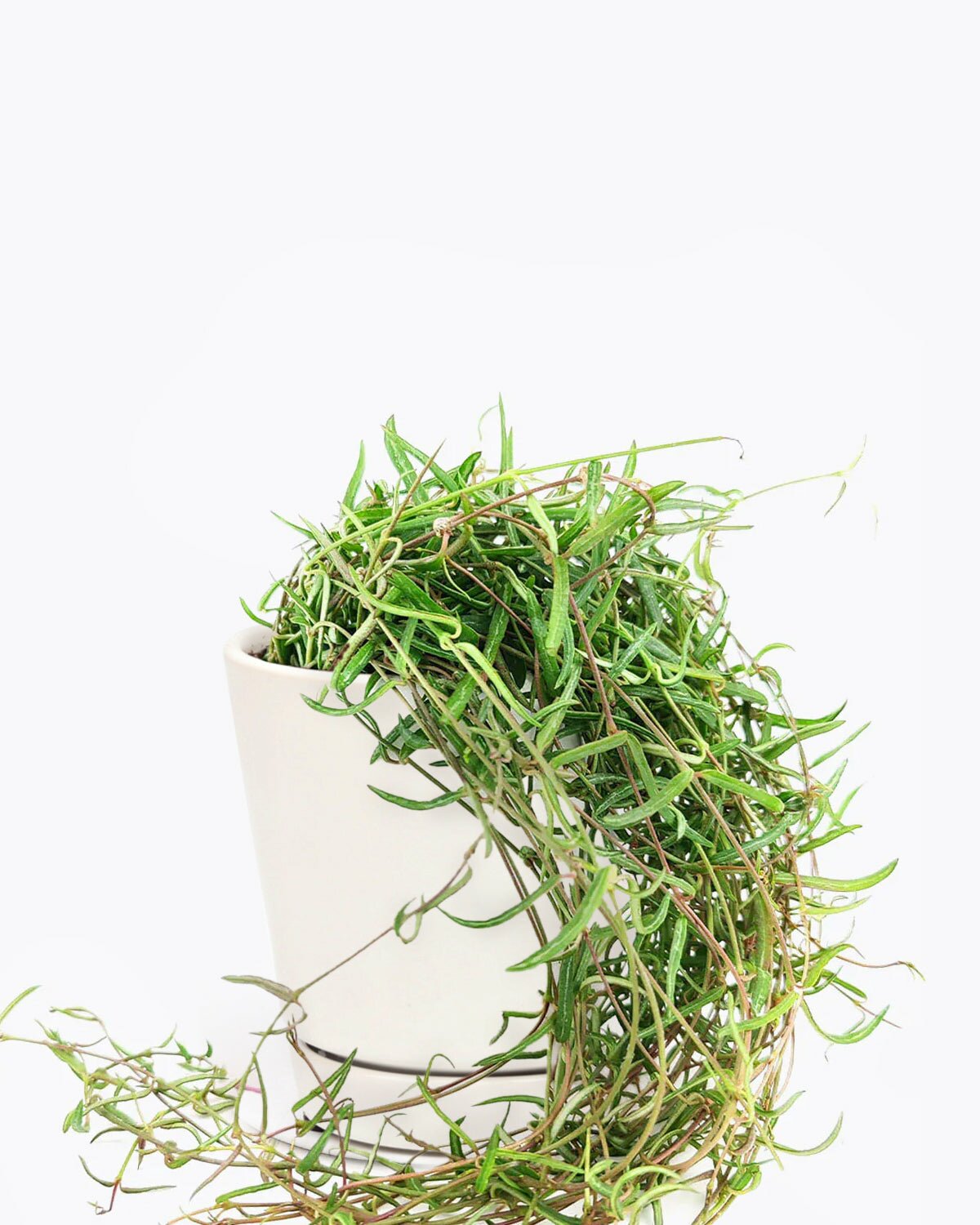 easy to care indoor plant, String of Needles, trailing and climbing houseplant, Ceropegia Linearis String of Needle