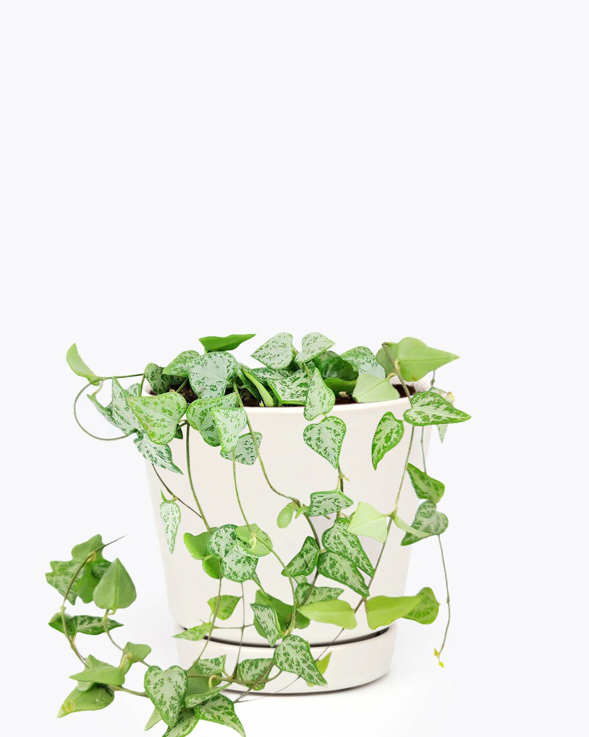 Ceropegia Woodii String of Arrows in 6 inch pot, Ceropegia Woodii String of Arrows with white ceramic pot, Ceropegia Woodii String of Arrows in pot for home decoration, Ceropegia Woodii String of Arrows in pot for sale