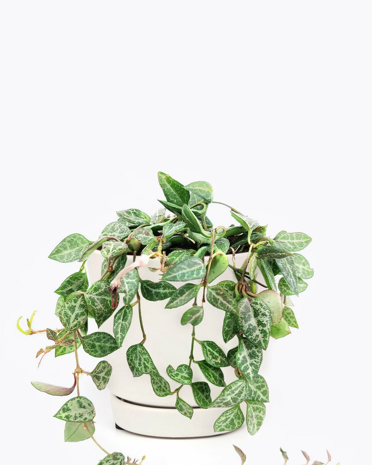 easy to care houseplant for beginners, string of spades houseplant, string of spades for sale, how to care for string of spades, trailing and climbing houseplant