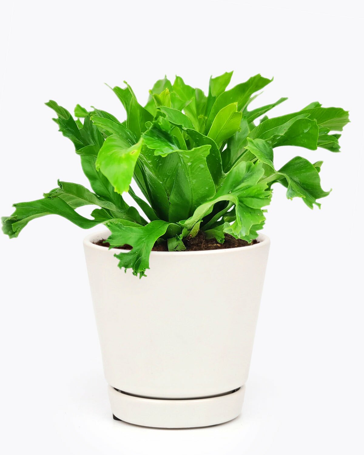 crissie fern for sale, crissie fern care, birds nest fern crissie, easy to care houseplant, indoor plant for home and office decoration, medium and low light houseplant
