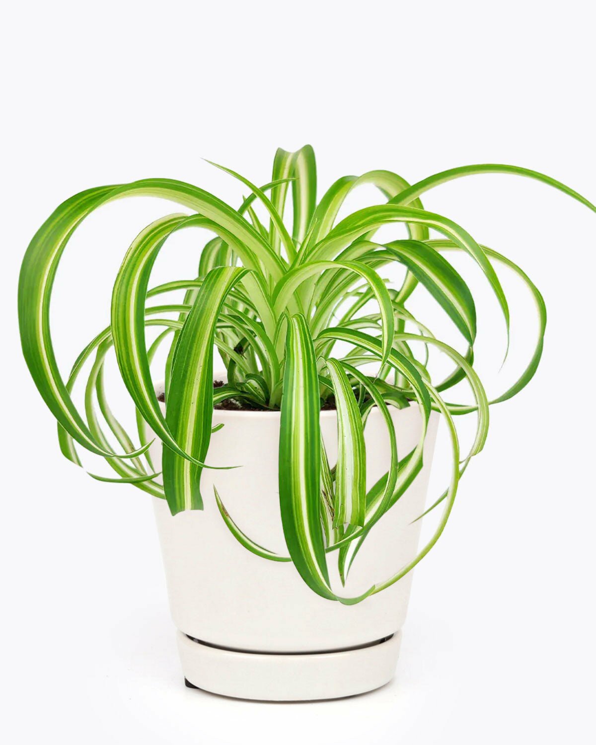Types of Pet friendly Houseplant, Best trailing houseplant, Buy Bonnie Curly Spider Plant Online, Tips for growing Bonnie Curly Houseplant, Live Houseplant Gift Ideas, 4 inch Bonnie Curly Spider Plant in Ceramic Pot, Houseplant Gift ideas
