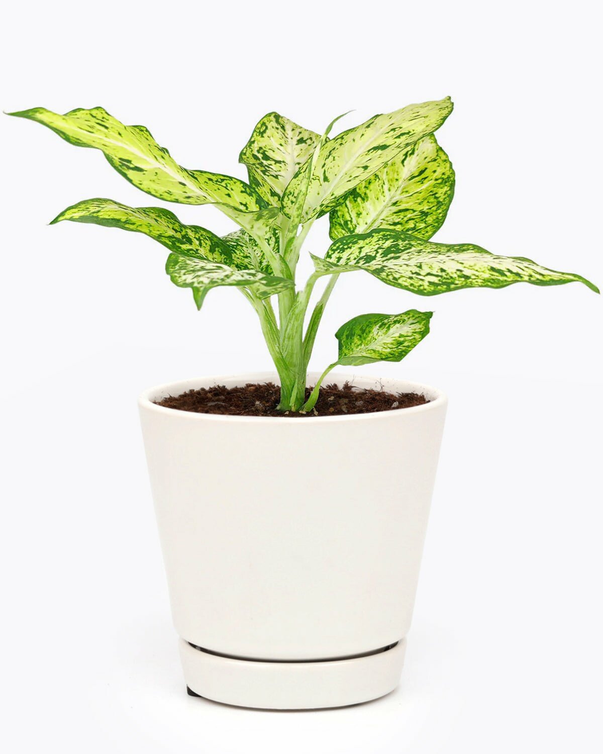 Dieffenbachia Amy in indoor planter, Dieffenbachia Amy in 4 inch white ceramic planter, Dieffenbachia Amy in small planter