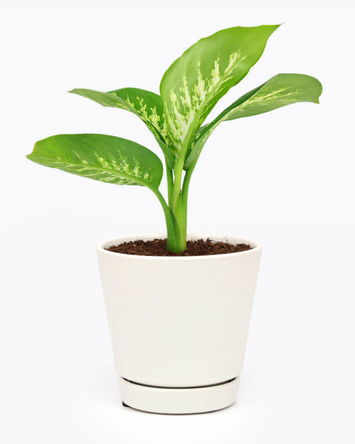 dieffenbachia light requirements Dieffenbachia Tropic Snow