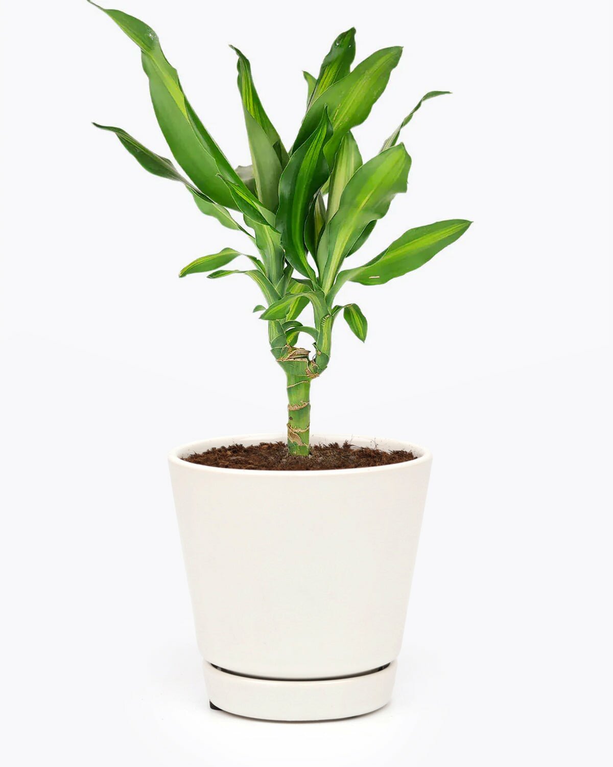 4 inch Dracaena Cintho, dracaena cintho for sale, best indoor plant, houseplant for home office decoration, air purifying houseplant for delivery