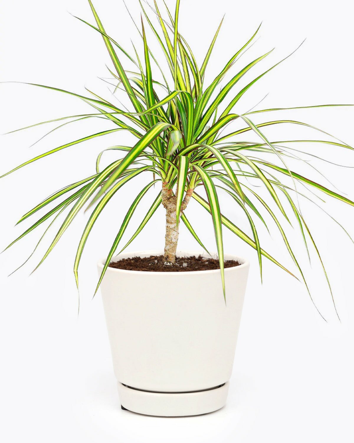 dracaena for sale Dracaena Sunray Cane