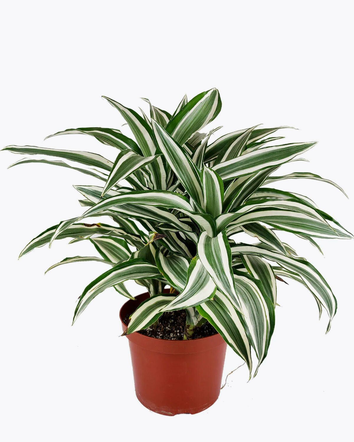 how to care for Dracaena Warneckii, Dracaena deremensis for sale, best houseplant for low light rooms, easy plant for beginners, houseplant gift ideas