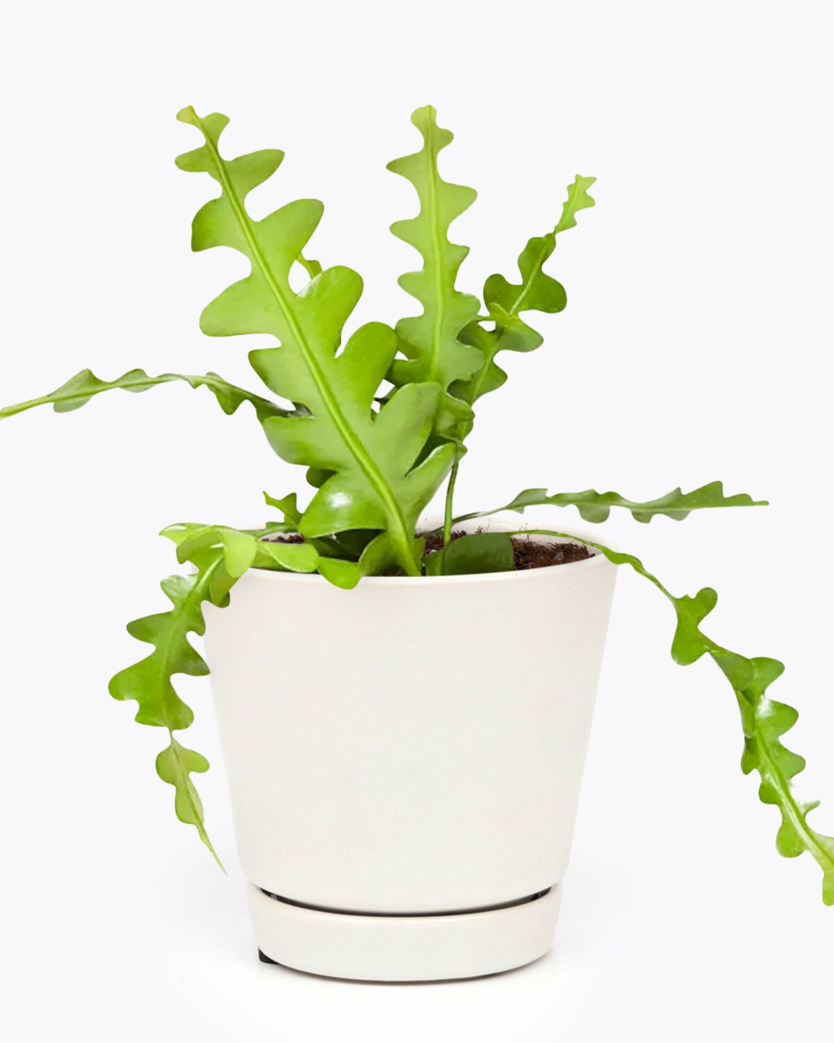 Epiphyllum anguliger Fishbone Cactus in 6 inch pot, Epiphyllum anguliger Fishbone Cactus in pot with drainage holes, Epiphyllum anguliger Fishbone Cactus in pot with saucer