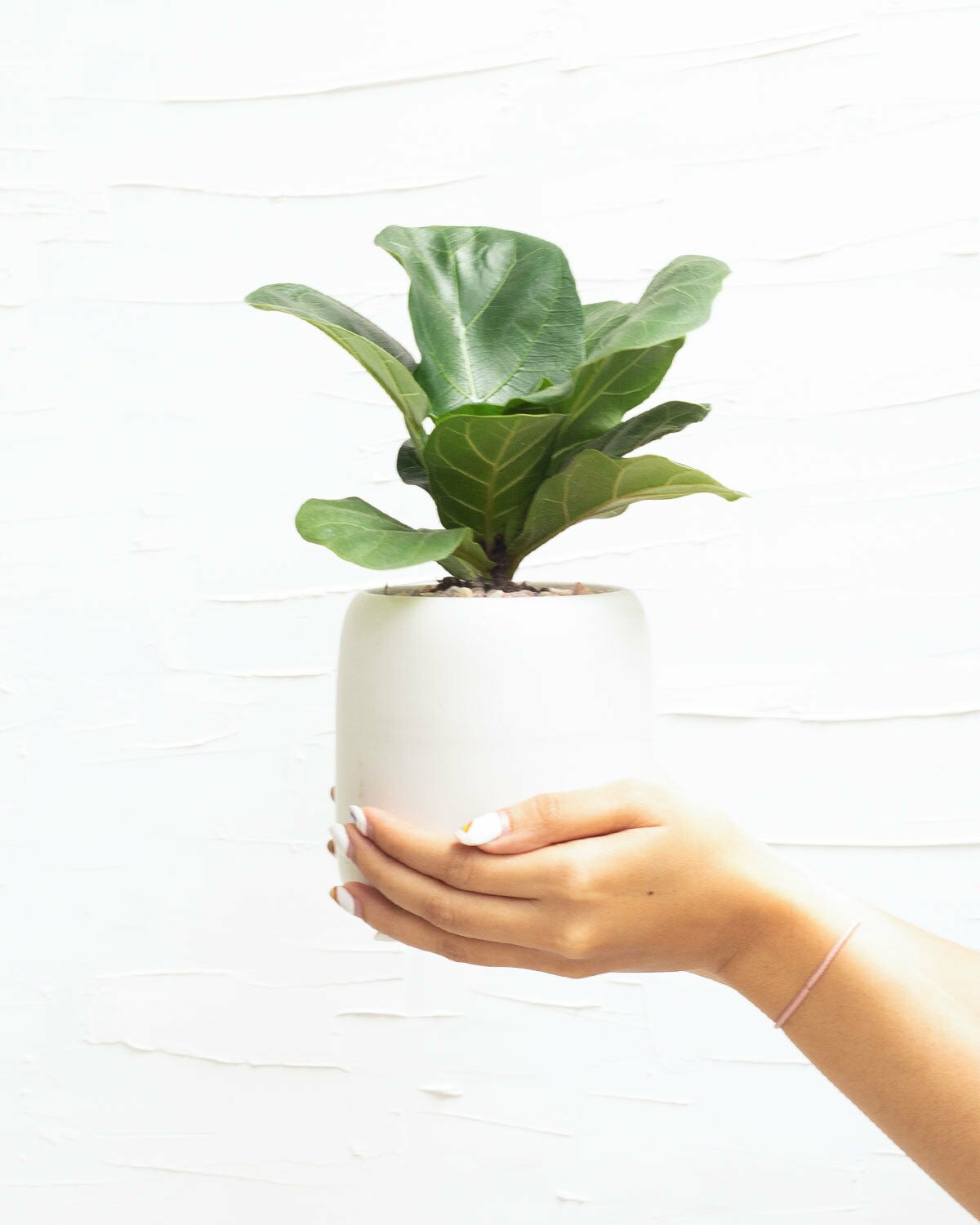 Ficus Lyrata Little Sunshine in 4 inch ceramic pot, Ficus Lyrata Little Sunshine in white modern planter, Ficus Lyrata Little Sunshine with indoor window planter