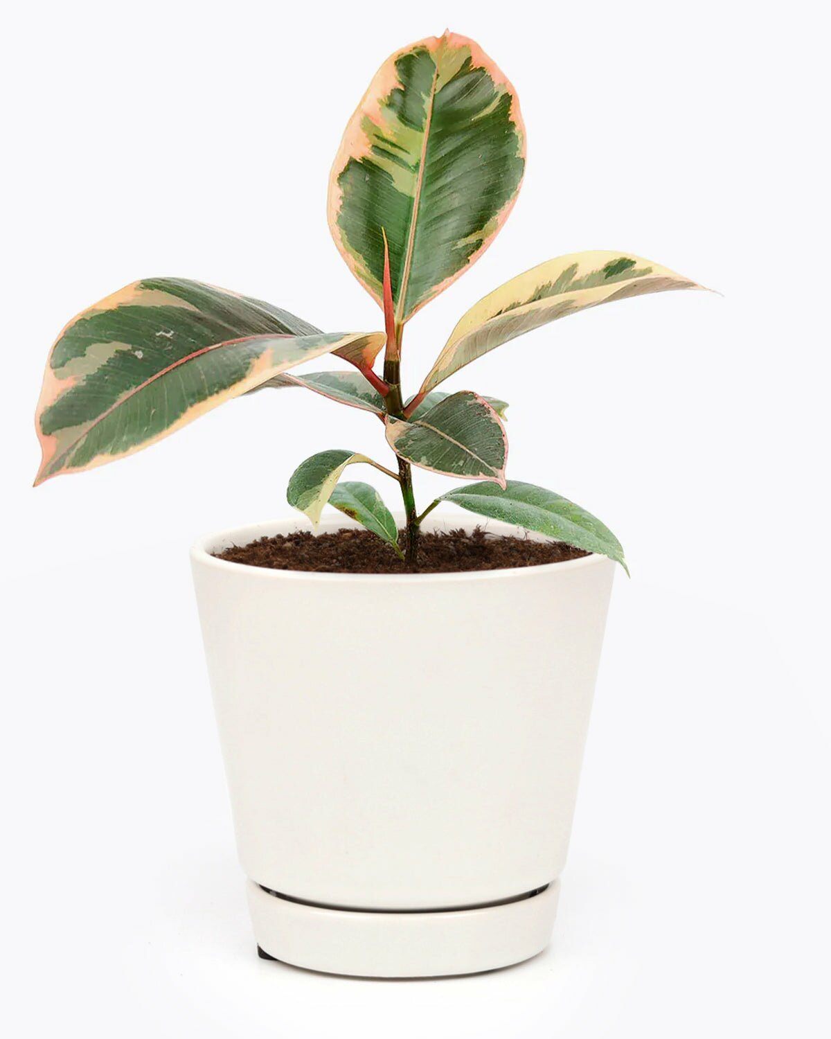 Ficus Elastica Ruby Pink, Ficus houseplant, buy ficus elastica ruby pink online, colorful foliage houseplant, indoor plant for home and office decoration
