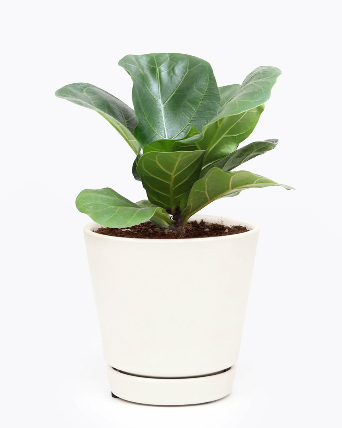 Ficus Lyrata Little Sunshine in 4 inch ceramic pot, Ficus Lyrata Little Sunshine in white modern planter, Ficus Lyrata Little Sunshine with indoor window planter