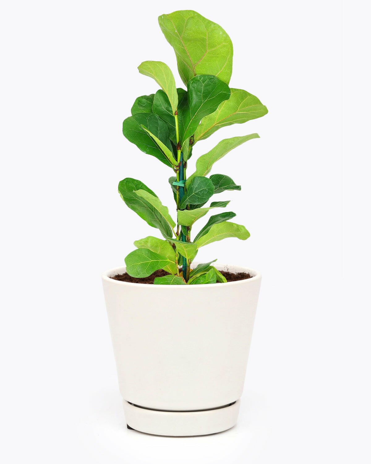 Fiddle Leaf Fig for sale, easy to care houseplant for beginners, Ficus Lyrata buy online, Ficus Lyrata care guide, houseplant for home office decoration, air purifying houseplant