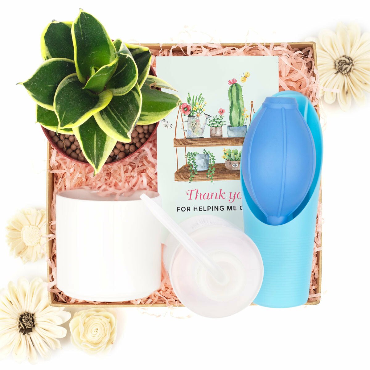 best house plant gifts Houseplant Beginner Kit Gift Box - Best Kit for Plant Starters