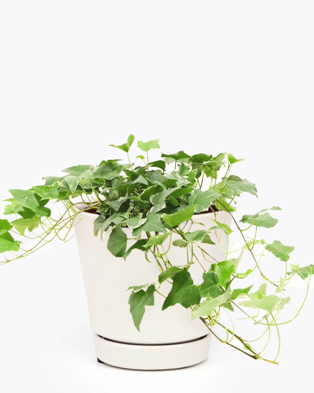 trailing ivy plant indoor Glacier English Ivy