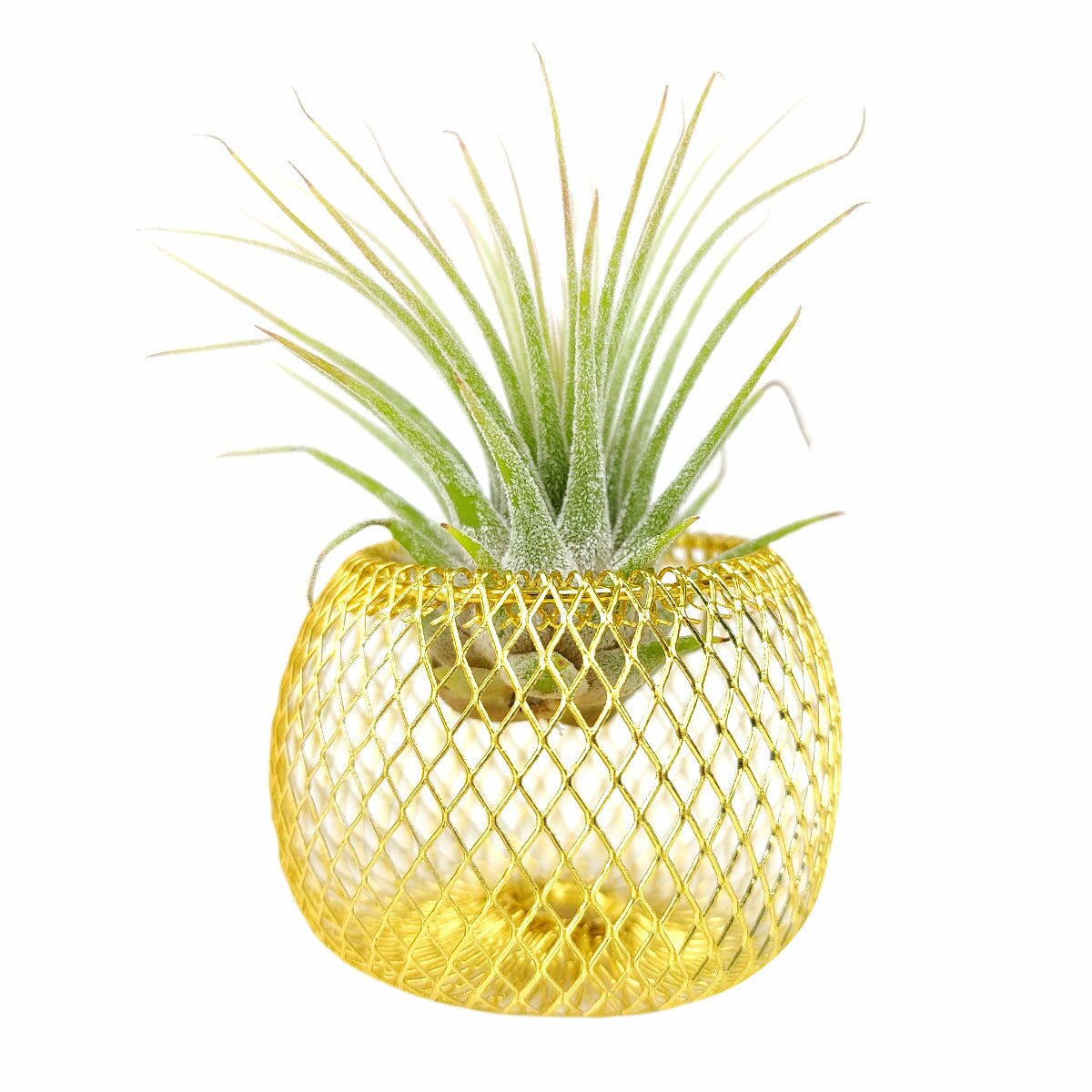 Air plant holder, mesh metal air plant holder, mesh basket for air plants, mesh metal basket for air plants, golden metal air plant holder, stylish air plant holder, air plant holder in gold color