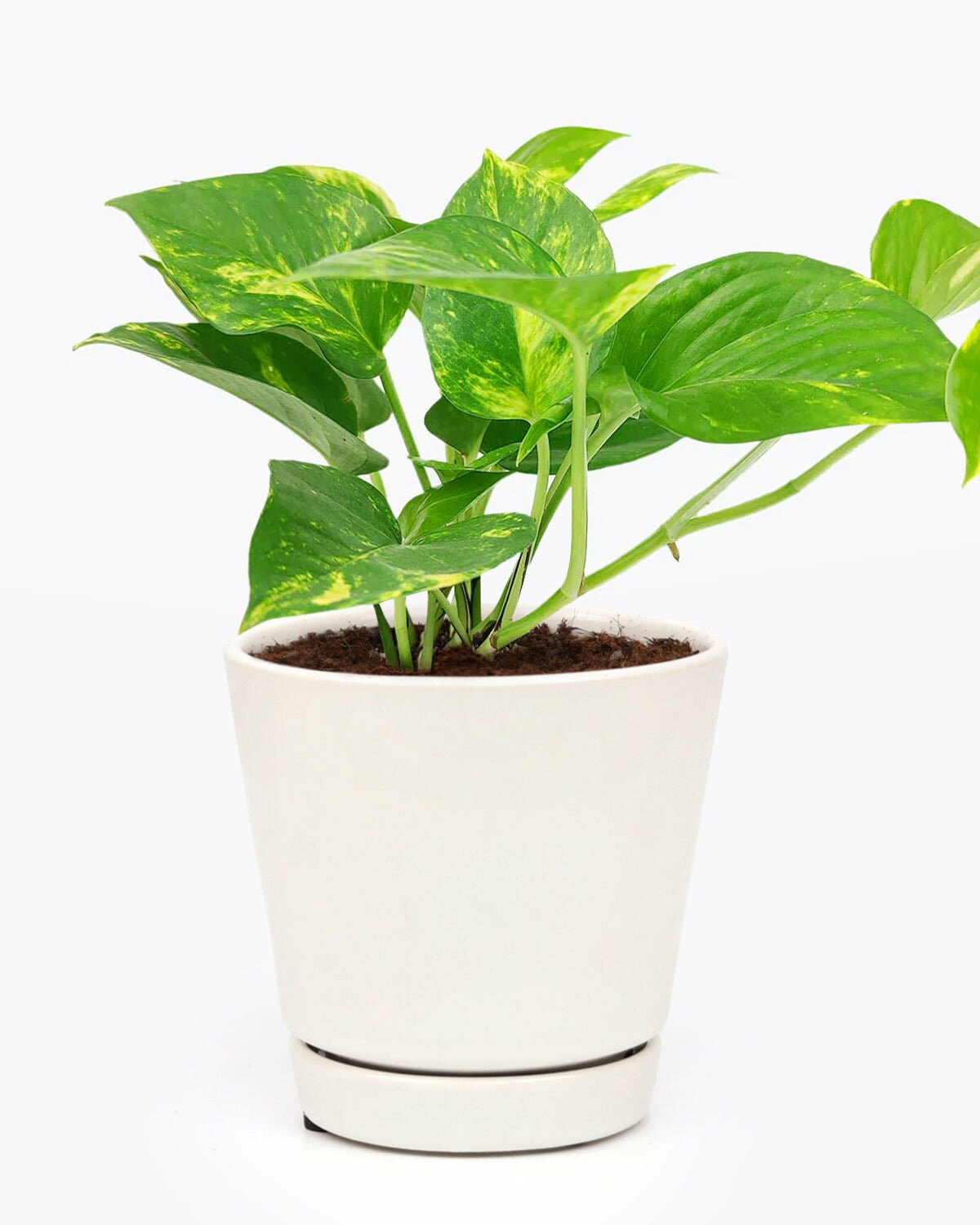 easy to care houseplant, Golden Pothos houseplant, golden pothos care guide, houseplant for beginners, best indoor plant, air purifying houseplant 