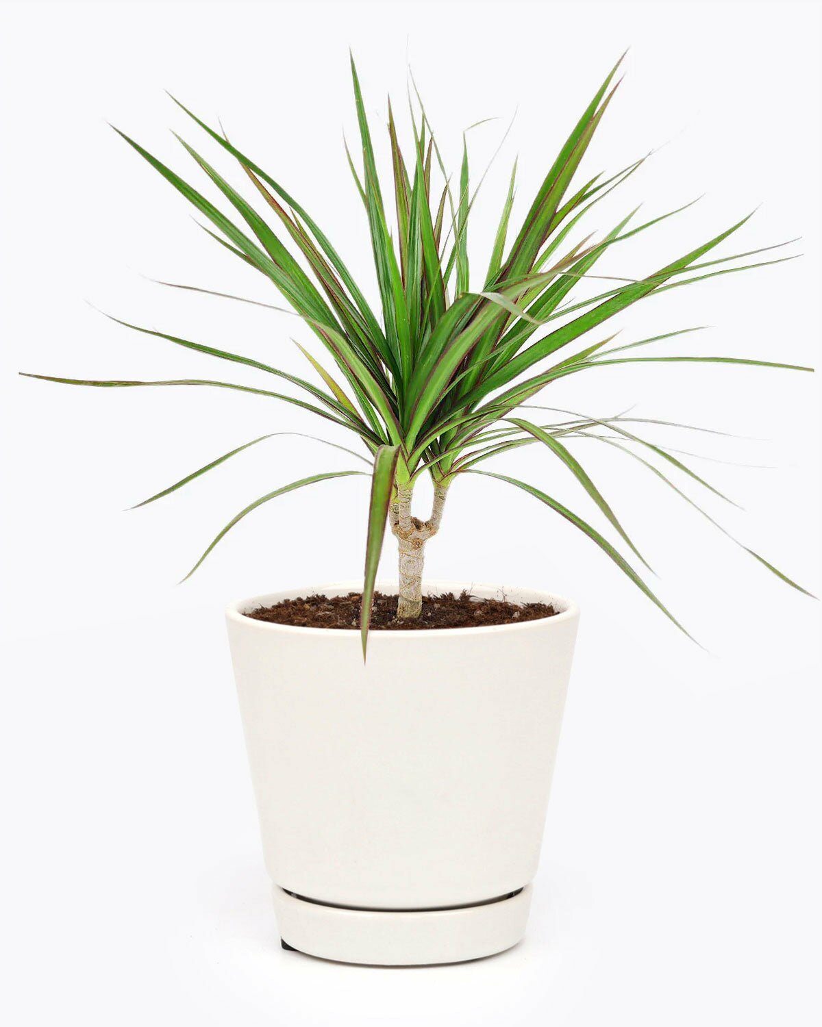 dracaena emerald Green Dracaena Marginata Dragon Tree - Easy to Care & Air Purifying Plant