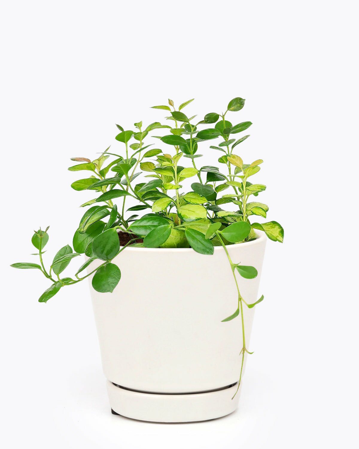 Hoya Australis Lisa, trailing houseplant, houseplant for home office decoration, easy to care houseplant, hoya care guide