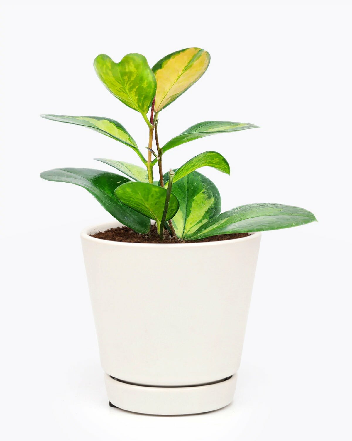 Hoya Australis Lisa, houseplant for home and office decoration, rare hoya australis lisa, pet friendly indoor plant, easy to care houseplant