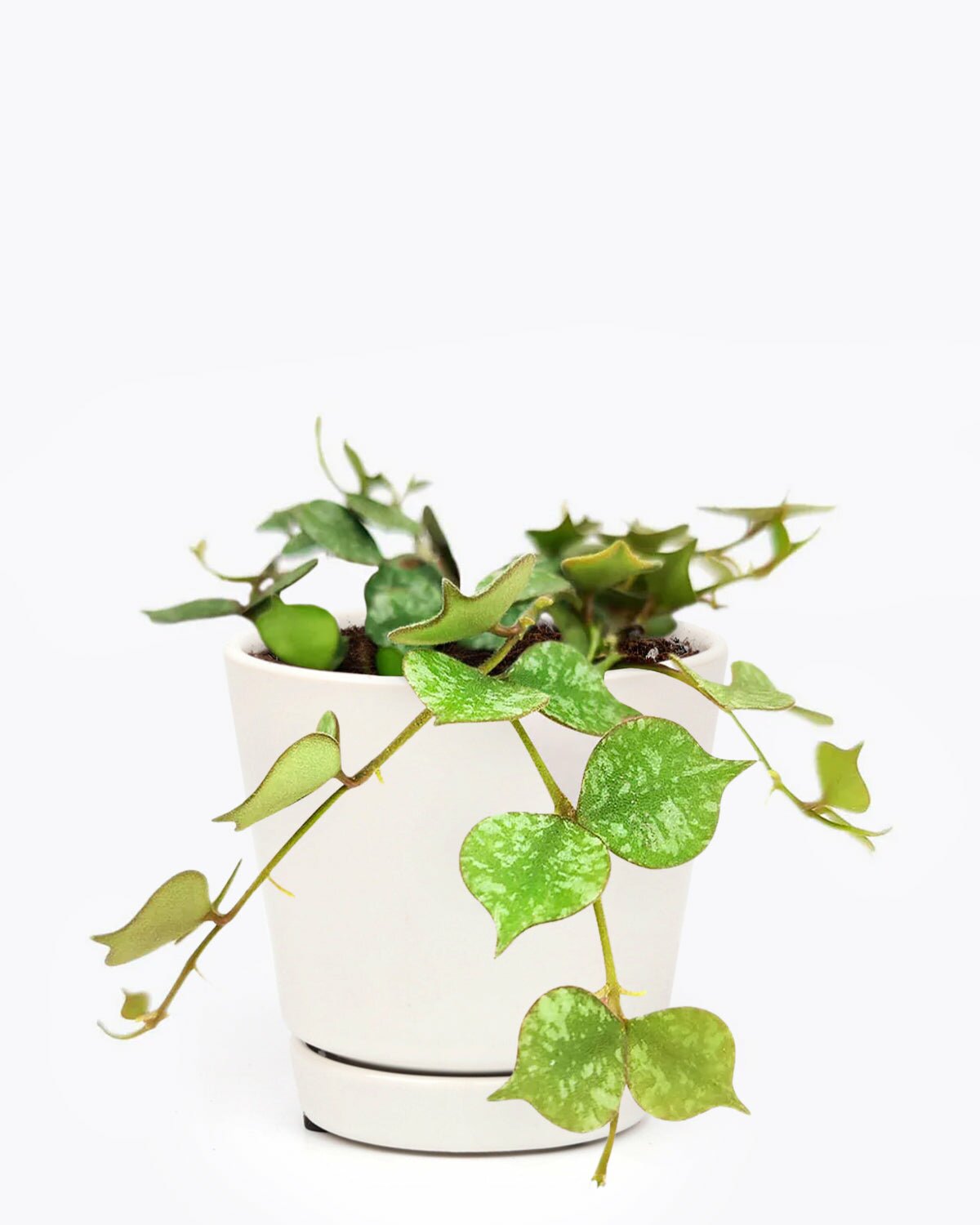 easy to care houseplant, hoya for sale, hoya curtisii, hoya plant for delivery, hoya trailing houseplant