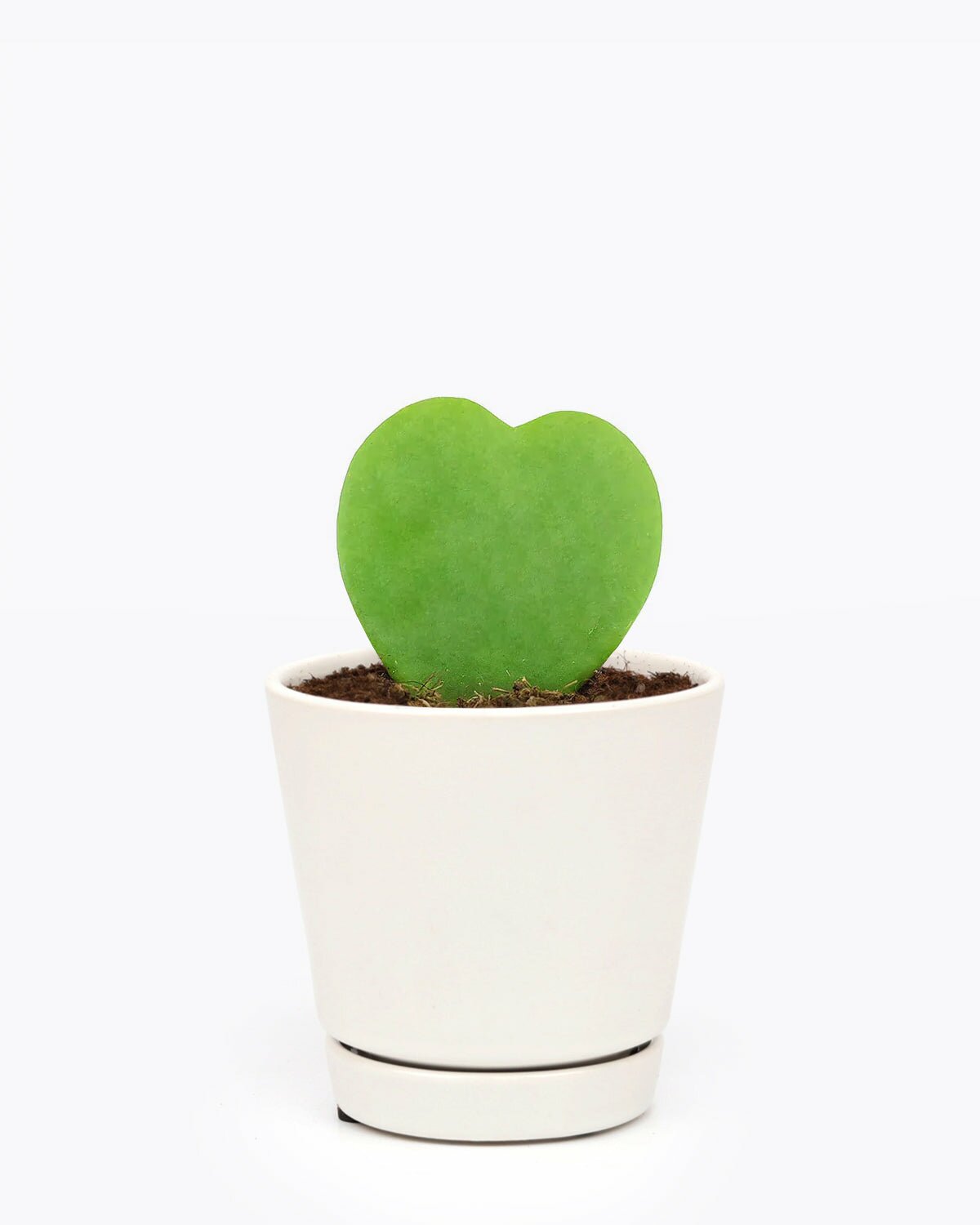 Valentine Hoya Succulent Plant, easy to care houseplant for beginners, Hoya Kerrii Heart for sale, buy hoya kerrii heart online, pet friendly houseplant