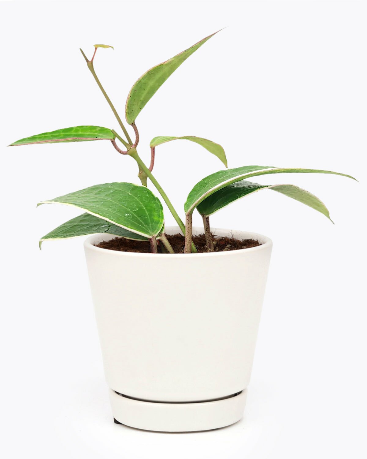 Hoya Macrophylla in 4 inch minimalist pot, Hoya Macrophylla in 4 inch planter for sale, Hoya Macrophylla in white ceramic planter, Hoya Macrophylla in small planter