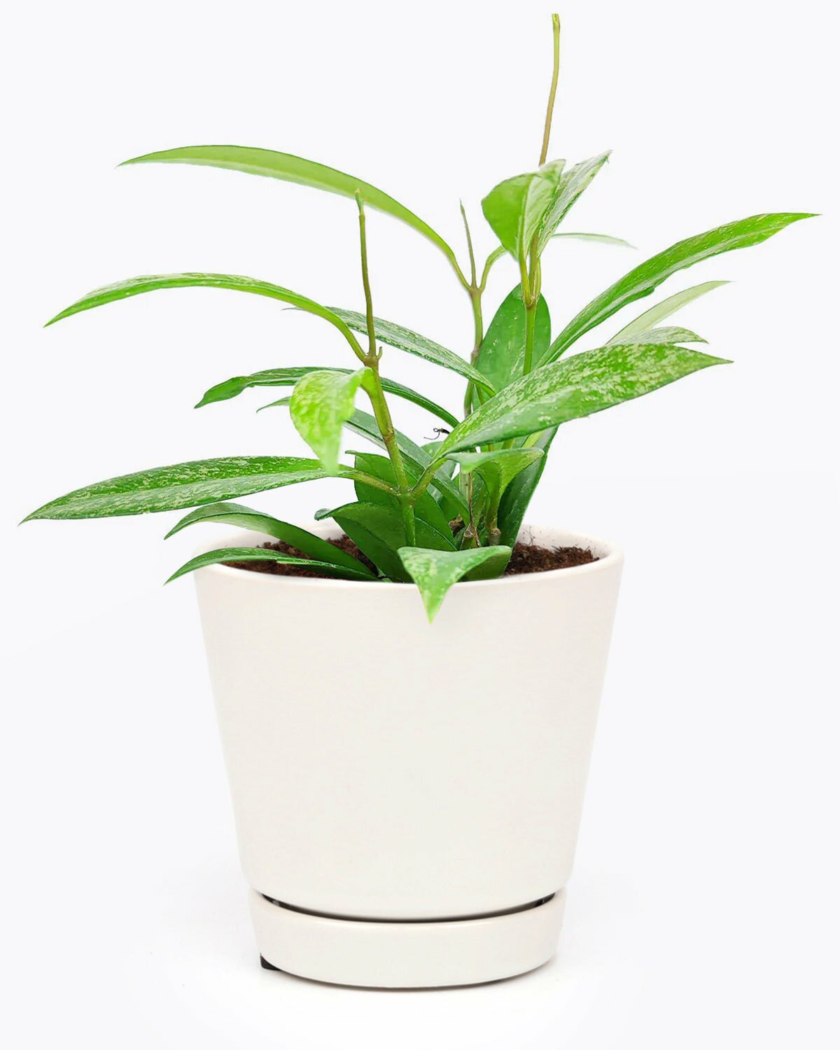 Hoya Pubicalyx Pink Silver in outdoor planter, Hoya Pubicalyx Pink Silver in ceramic planter, Hoya Pubicalyx Pink Silver in modern pot